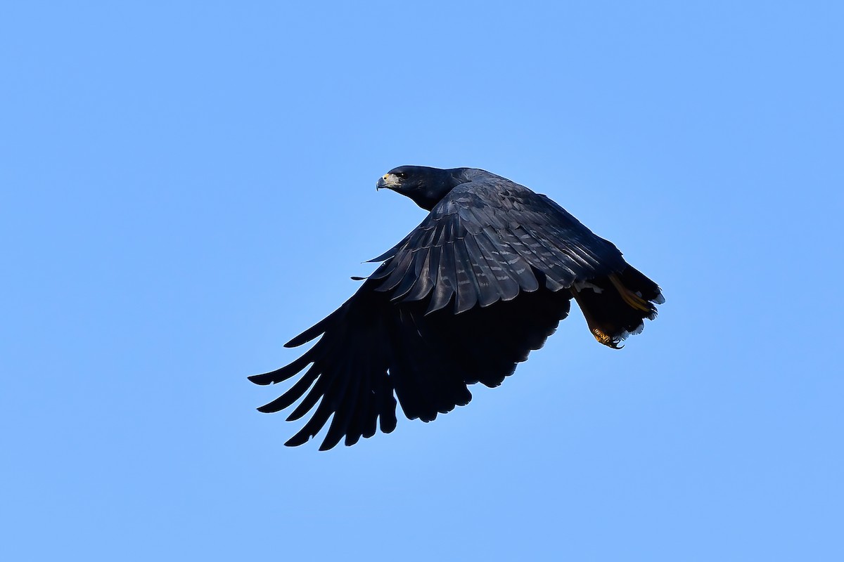 Great Black Hawk - Elias Gonzalez