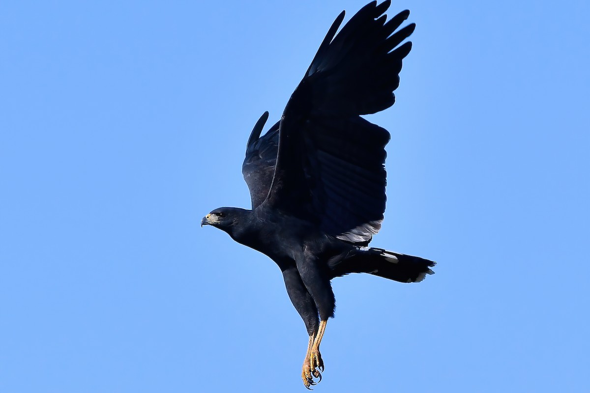 Great Black Hawk - Elias Gonzalez