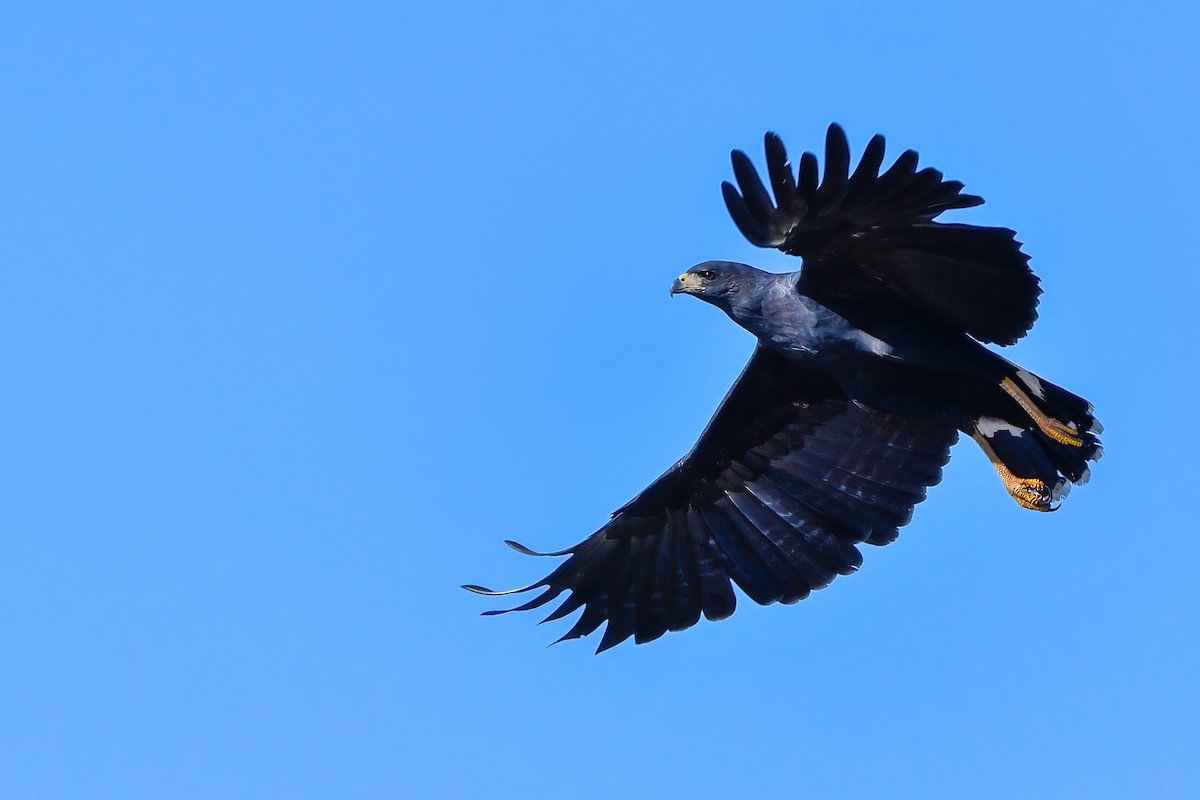 Great Black Hawk - Elias Gonzalez