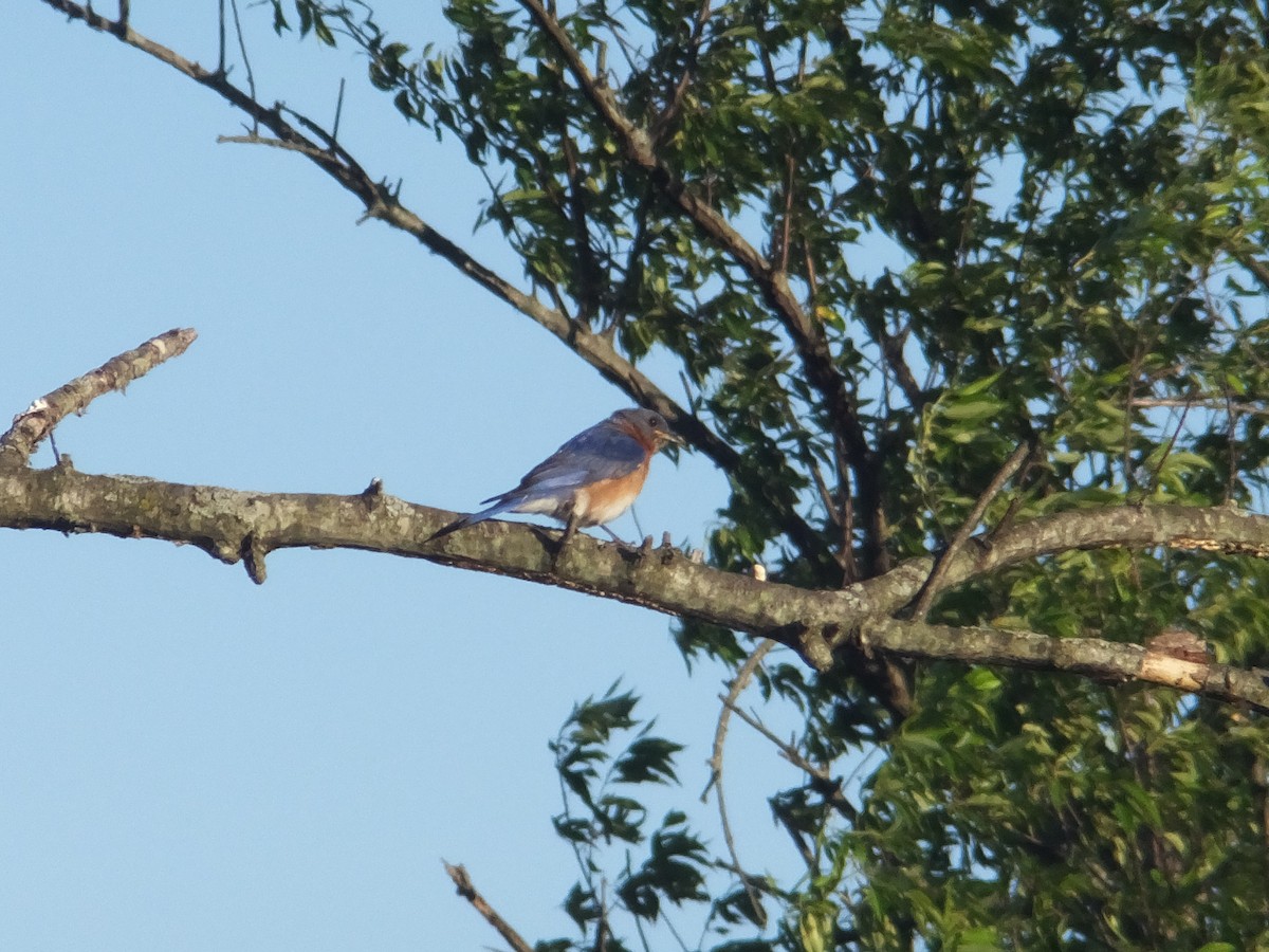 Eastern Bluebird - Charlie Darmstadt