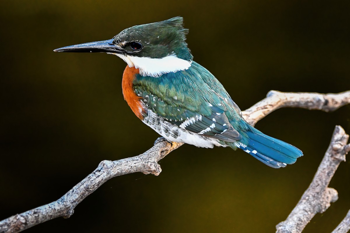 Green Kingfisher - ML343883121