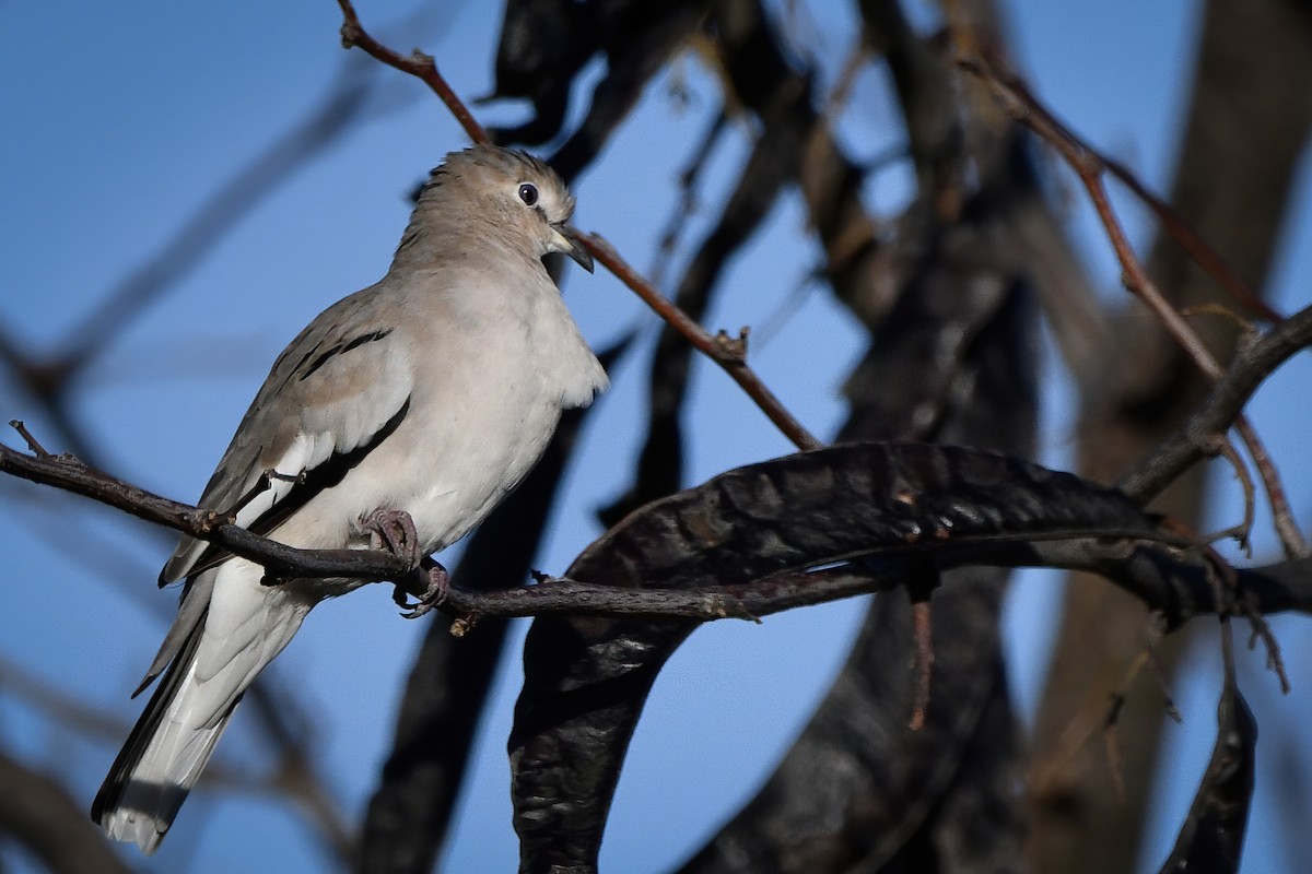 Picui Ground Dove - ML343883191