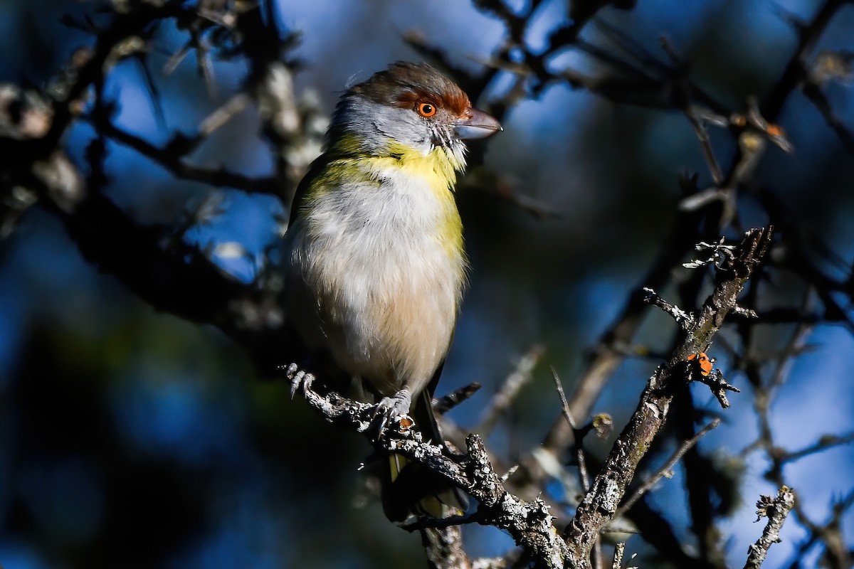 Rufous-browed Peppershrike - ML343883221