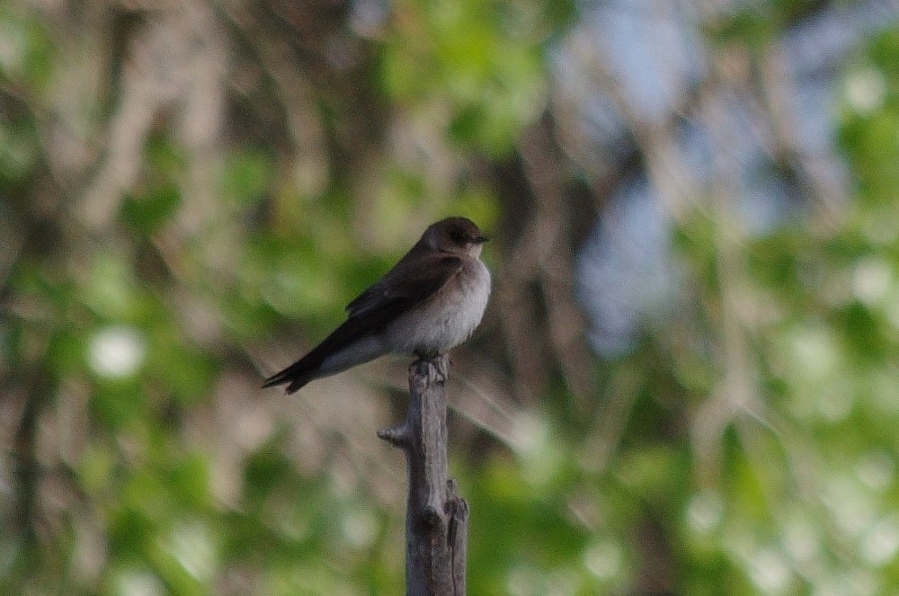 Northern Rough-winged Swallow - robert beauchamp