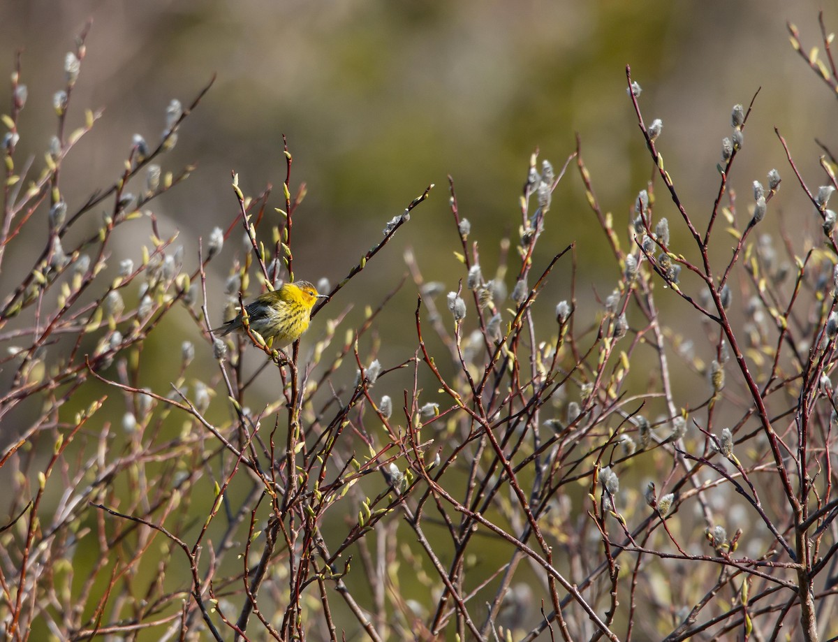 Cape May Warbler - ML343886501