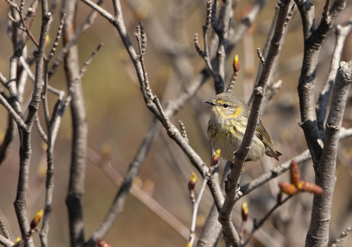 Cape May Warbler - ML343886561