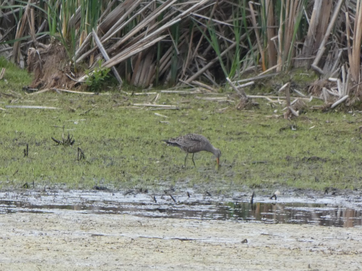 Hudsonian Godwit - ML343886931