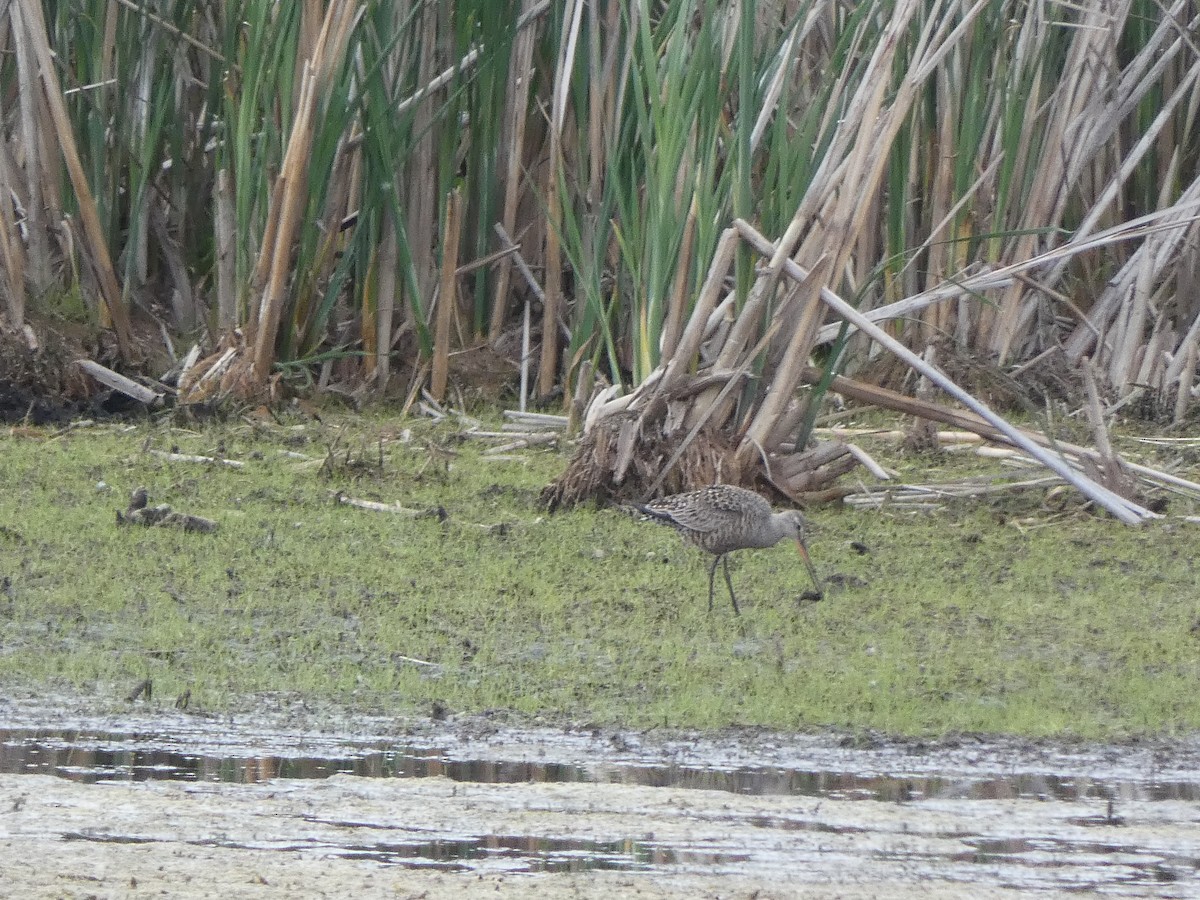 Hudsonian Godwit - ML343887061