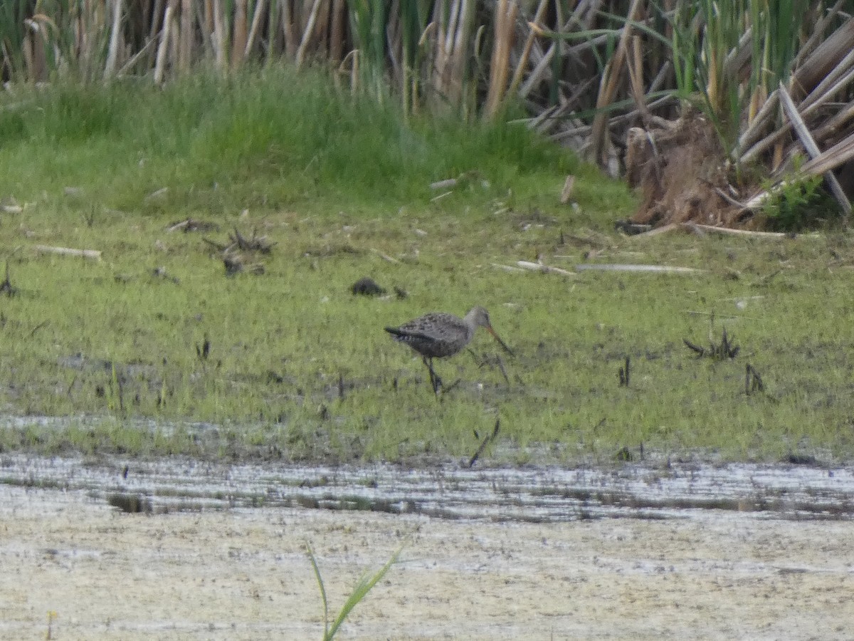 Hudsonian Godwit - ML343887071