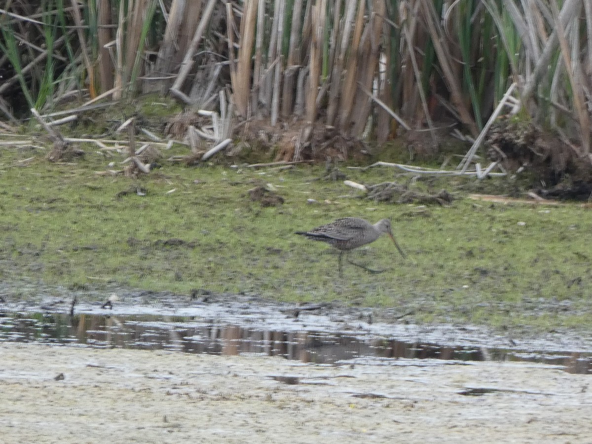 Hudsonian Godwit - ML343887451