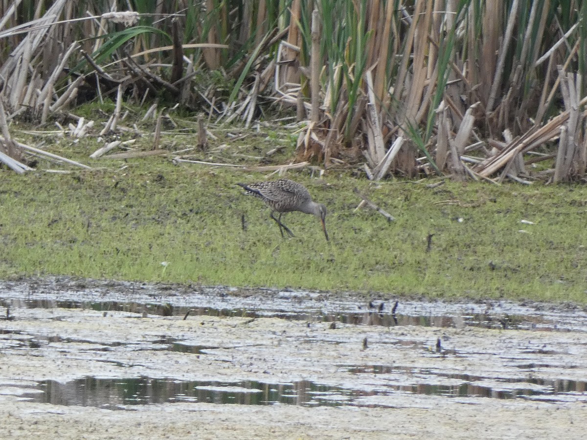 Hudsonian Godwit - ML343887481