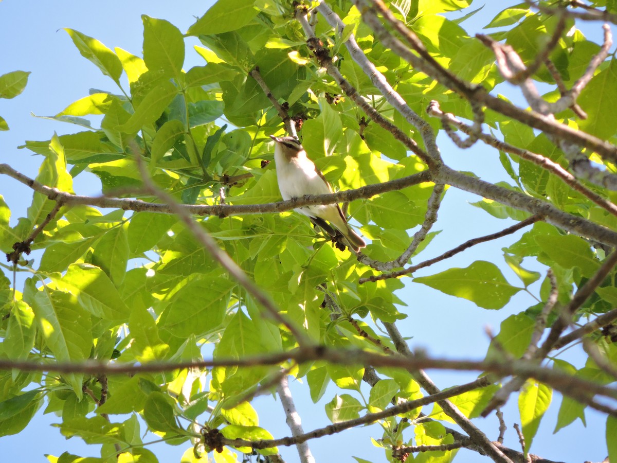 Kızıl Gözlü Vireo - ML343888321