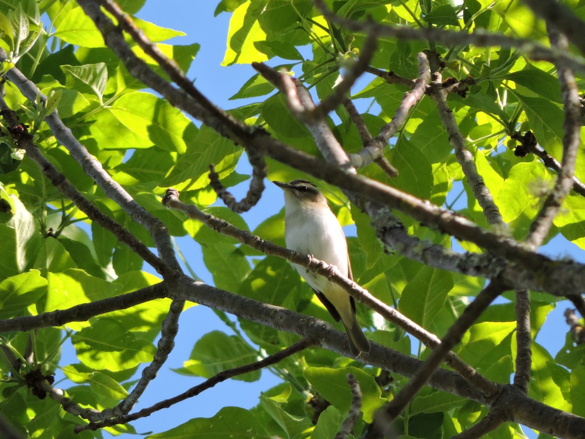 Red-eyed Vireo - ML343888341