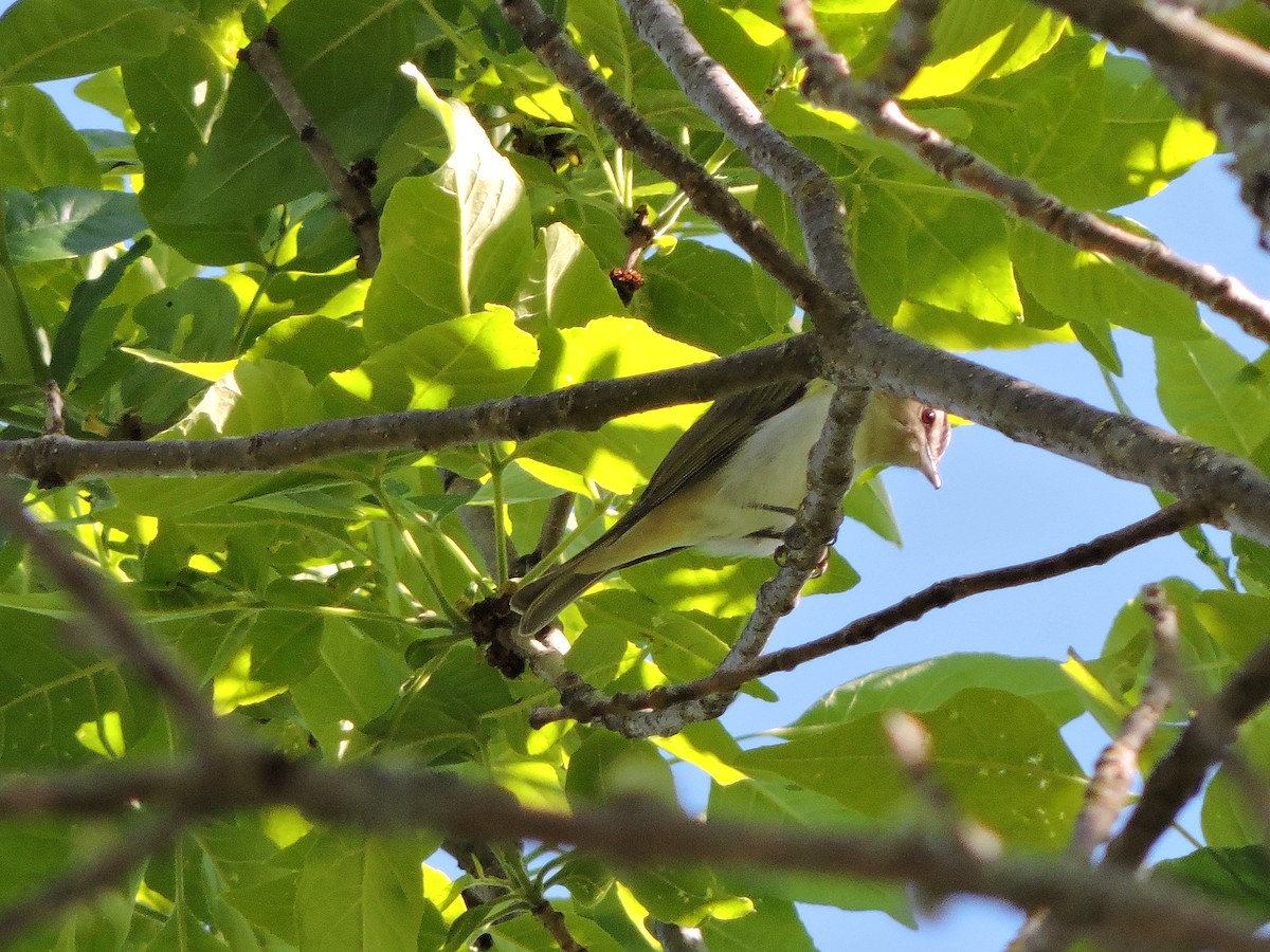 rødøyevireo - ML343888351