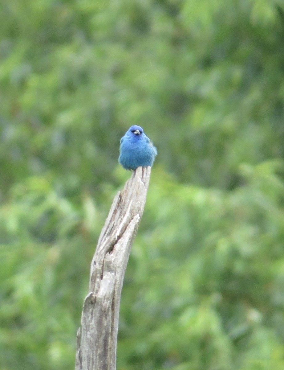 Indigo Bunting - ML343889021