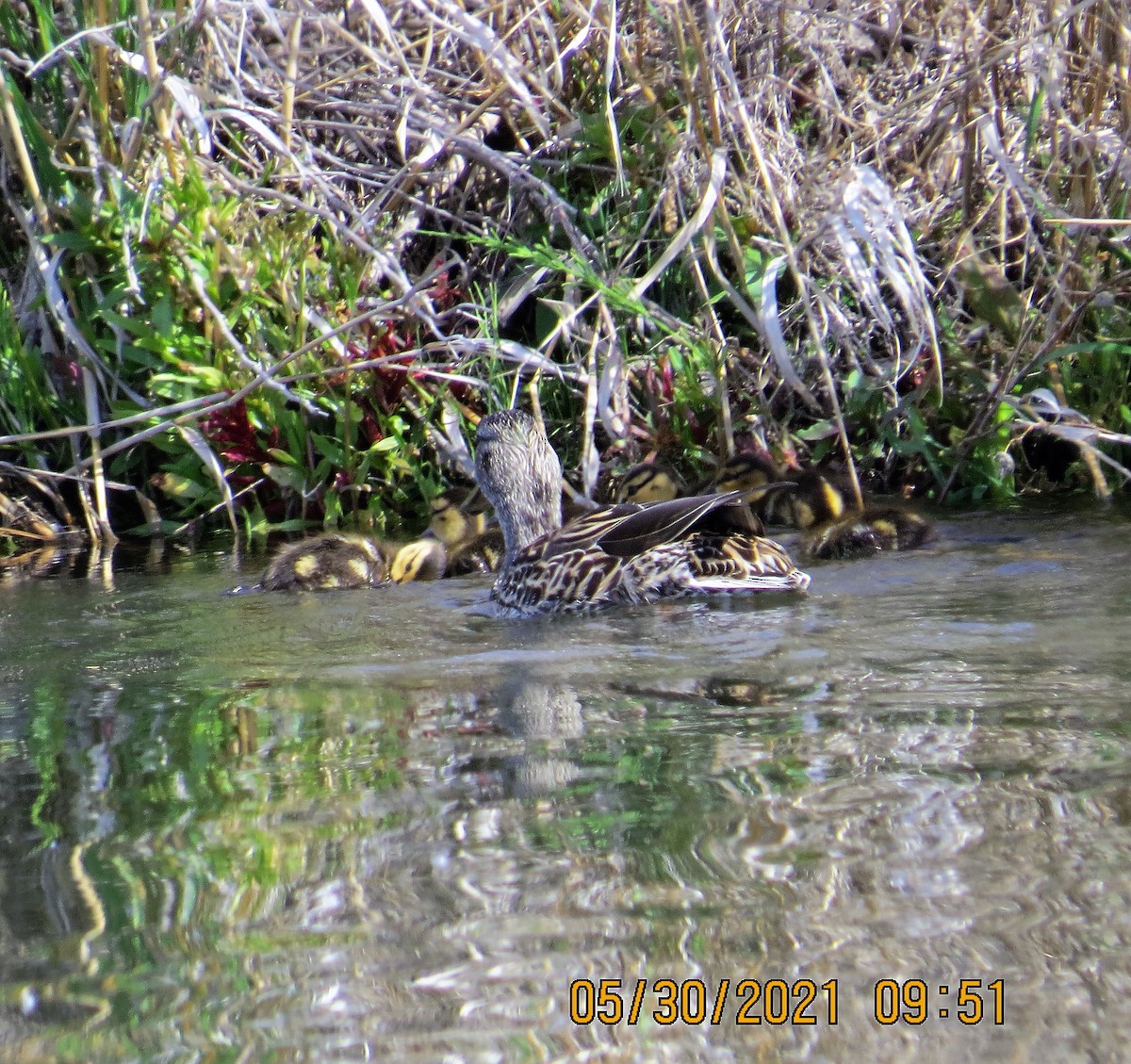 マガモ - ML343889051