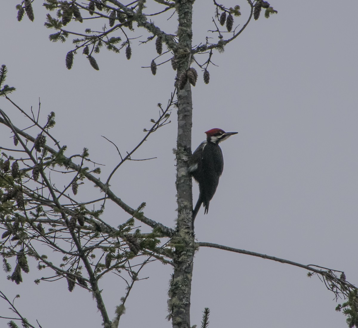 Pileated Woodpecker - ML343893401