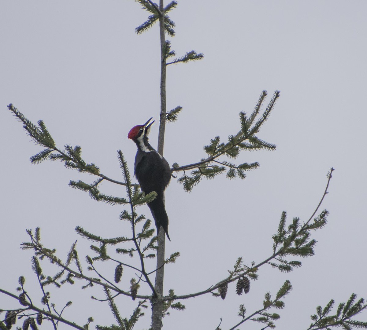 Pileated Woodpecker - ML343893441