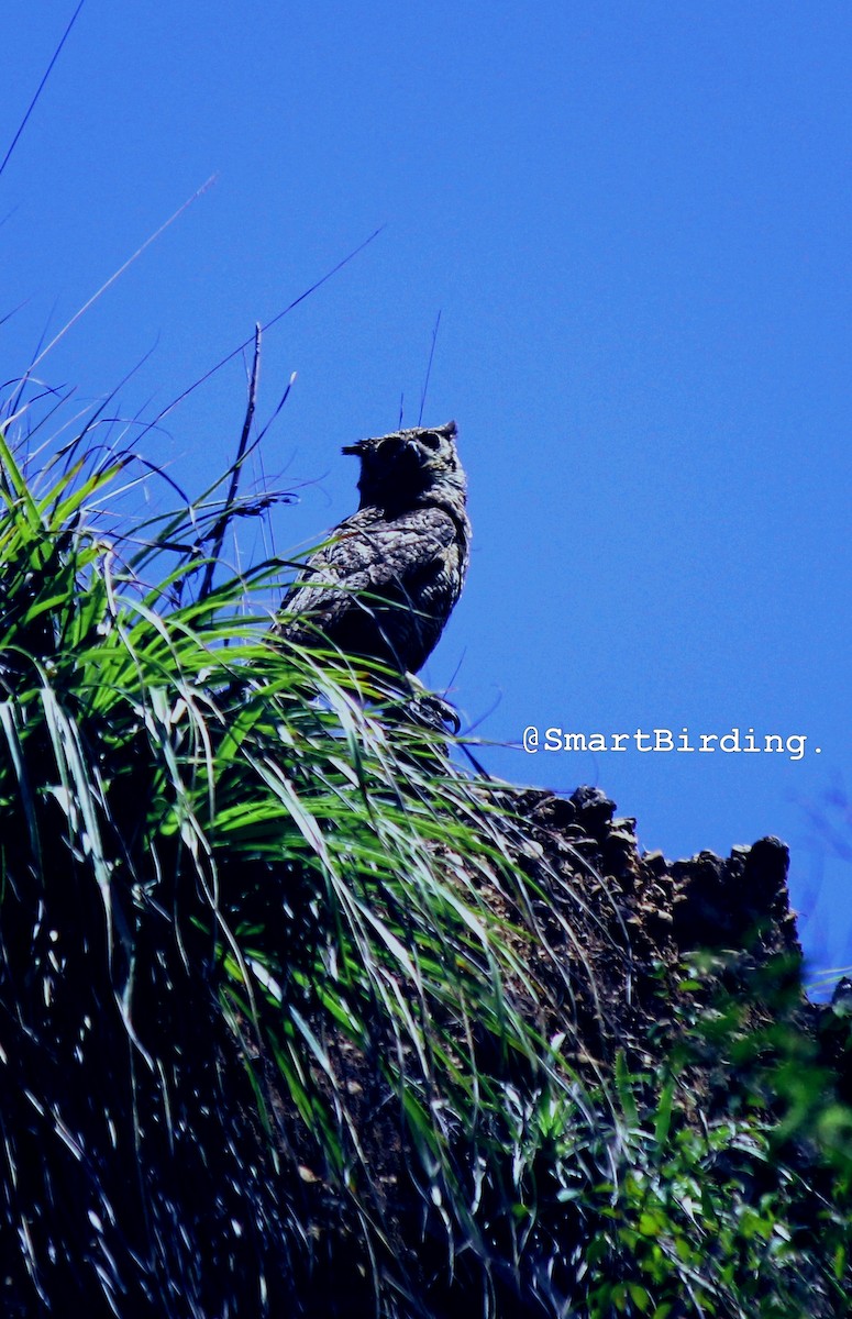 Great Horned Owl - Jorge Eduardo Mariño Indaburu @SmartBirding