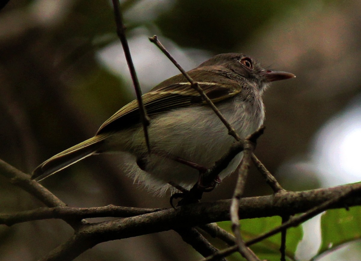 Pearly-vented Tody-Tyrant - Jorge Eduardo Mariño Indaburu @SmartBirding