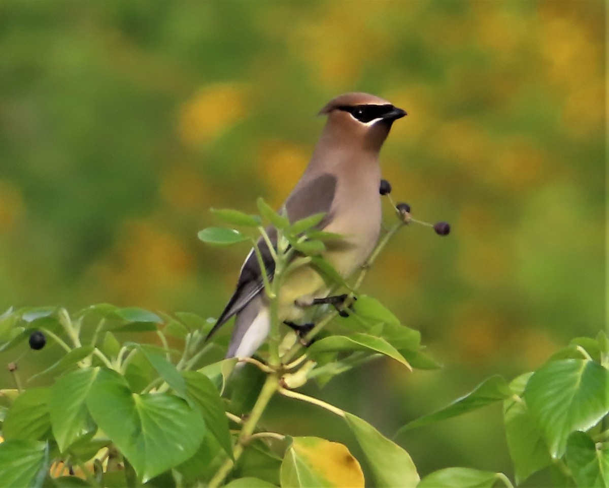 Cedar Waxwing - Gord Dubois