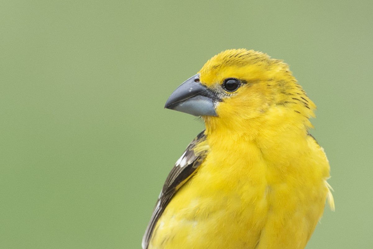 Yellow Grosbeak - Johanna Beam