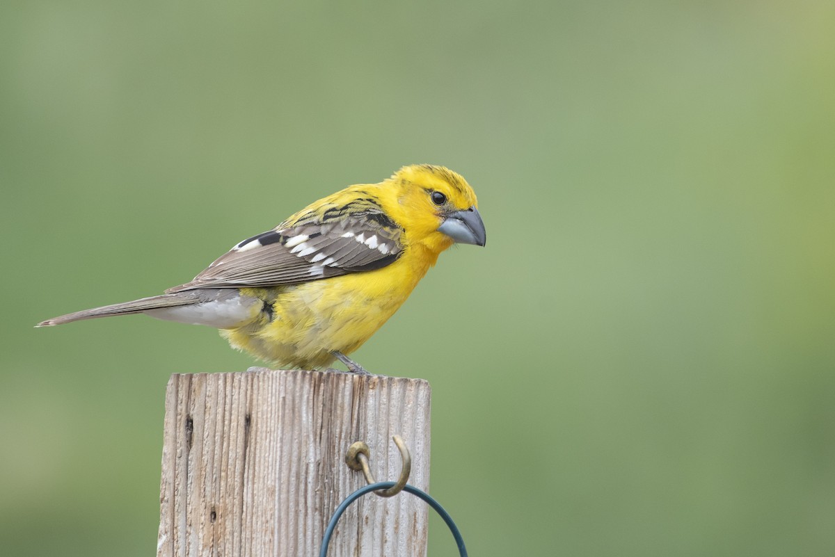 Yellow Grosbeak - Johanna Beam