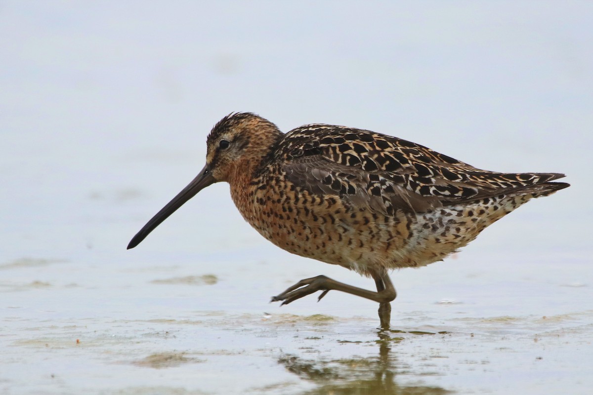 Short-billed Dowitcher - Rhesa Sy