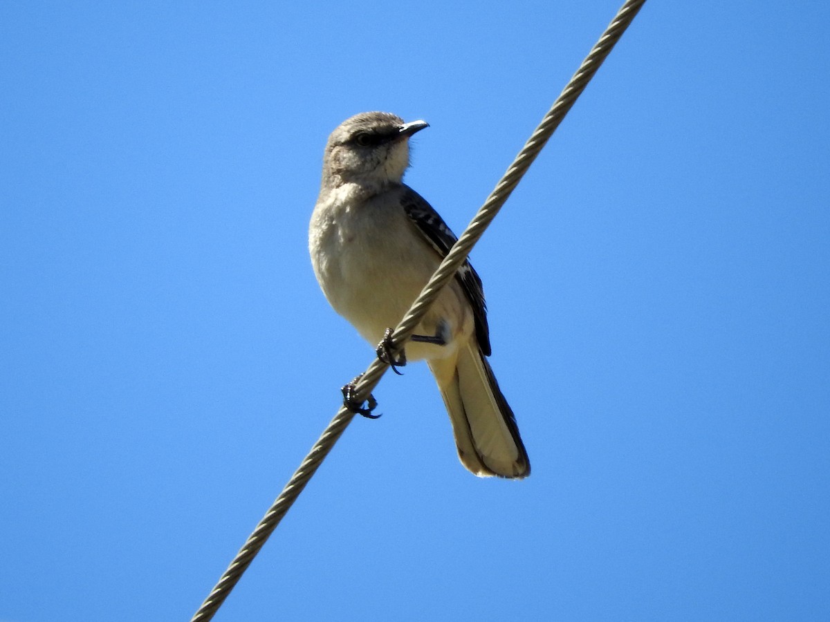 Northern Mockingbird - ML343897471