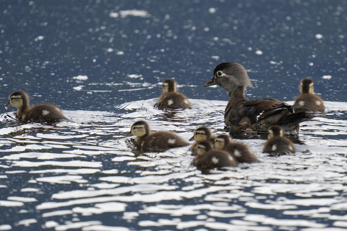 Wood Duck - ML343898331