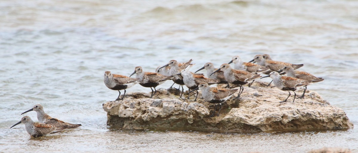 Dunlin - Rhesa Sy