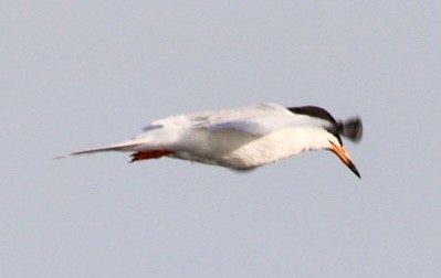 Forster's Tern - ML343899281