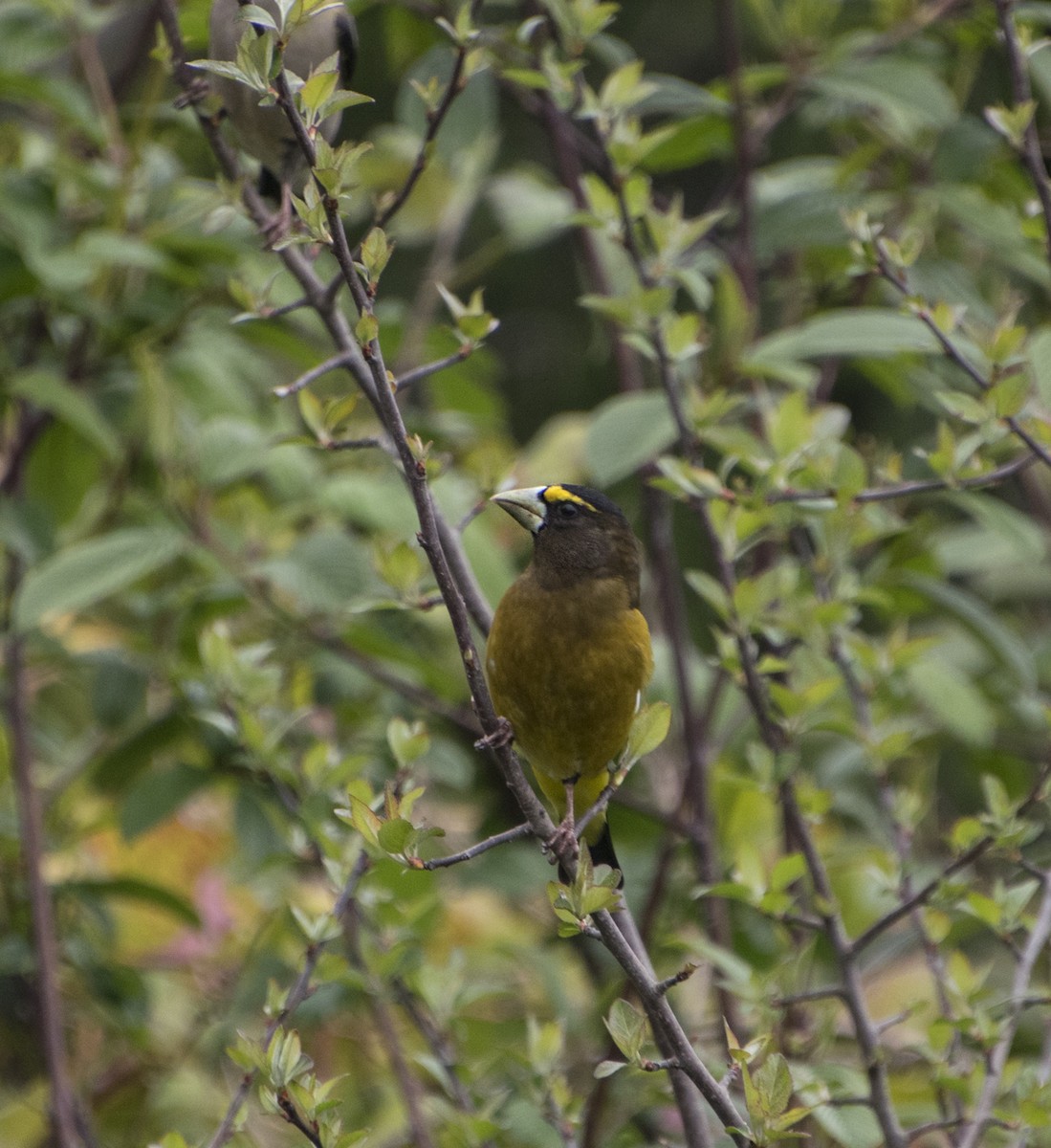 Evening Grosbeak - ML343899631