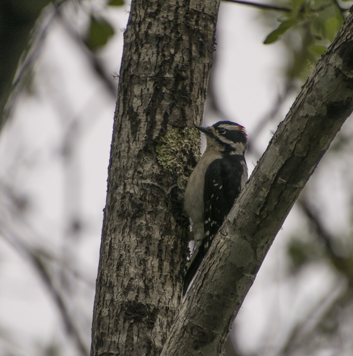Downy Woodpecker - ML343900311