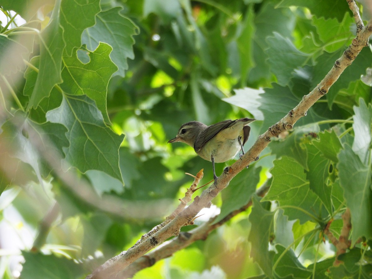 Warbling Vireo - Scott Ramos