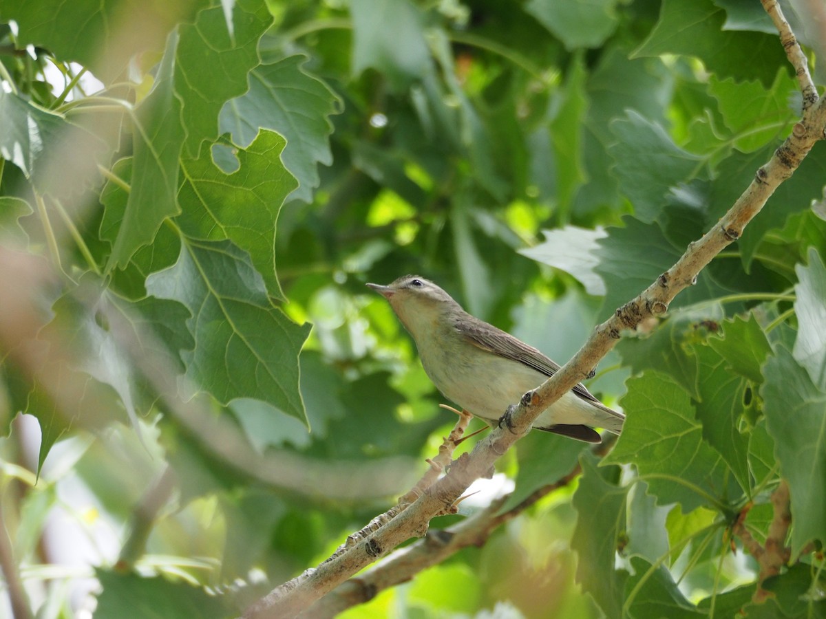 Warbling Vireo - Scott Ramos