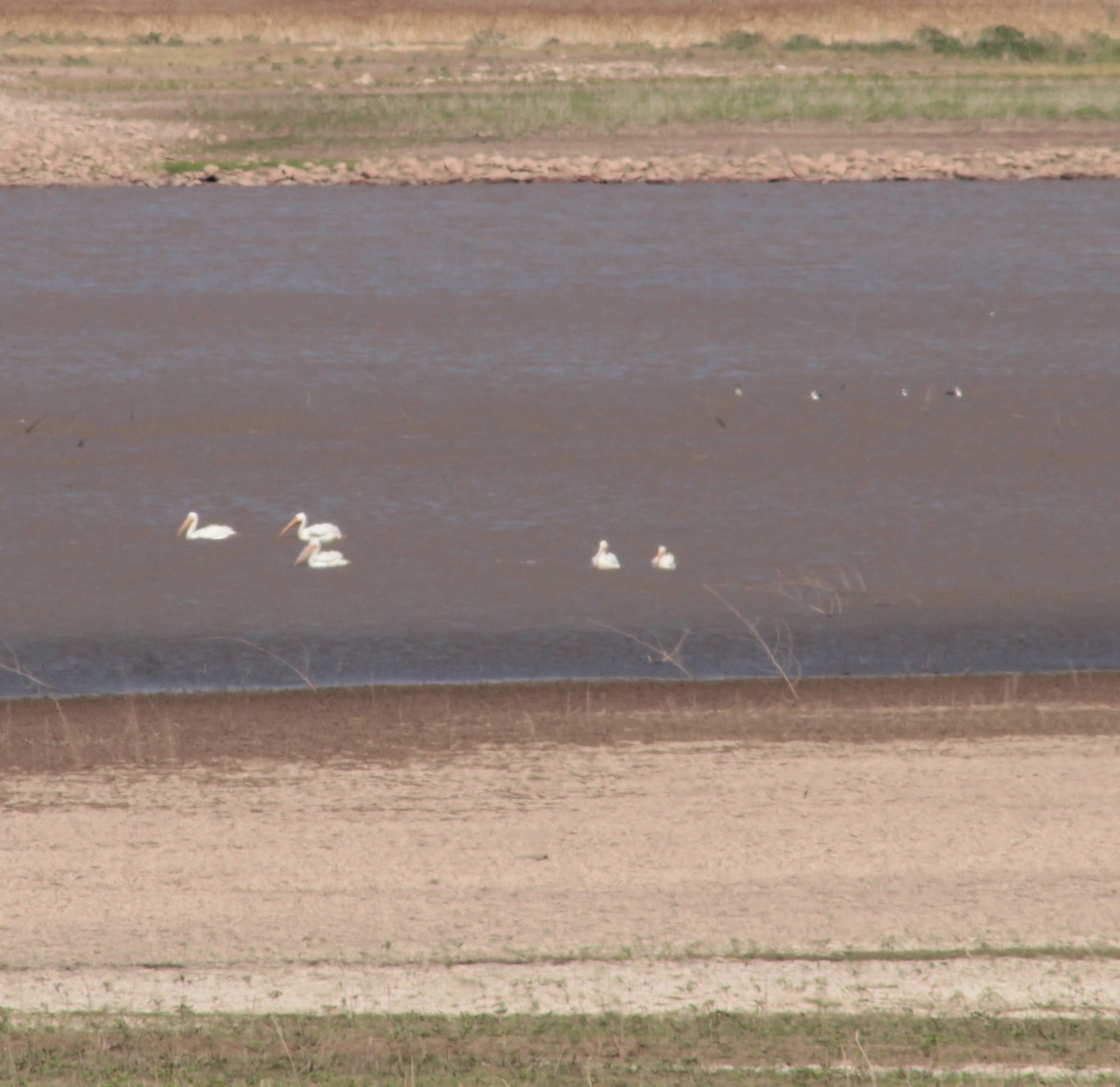 American White Pelican - ML343901841