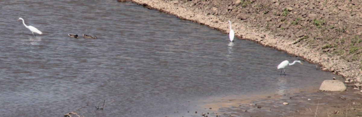 Great Egret - ML343901871