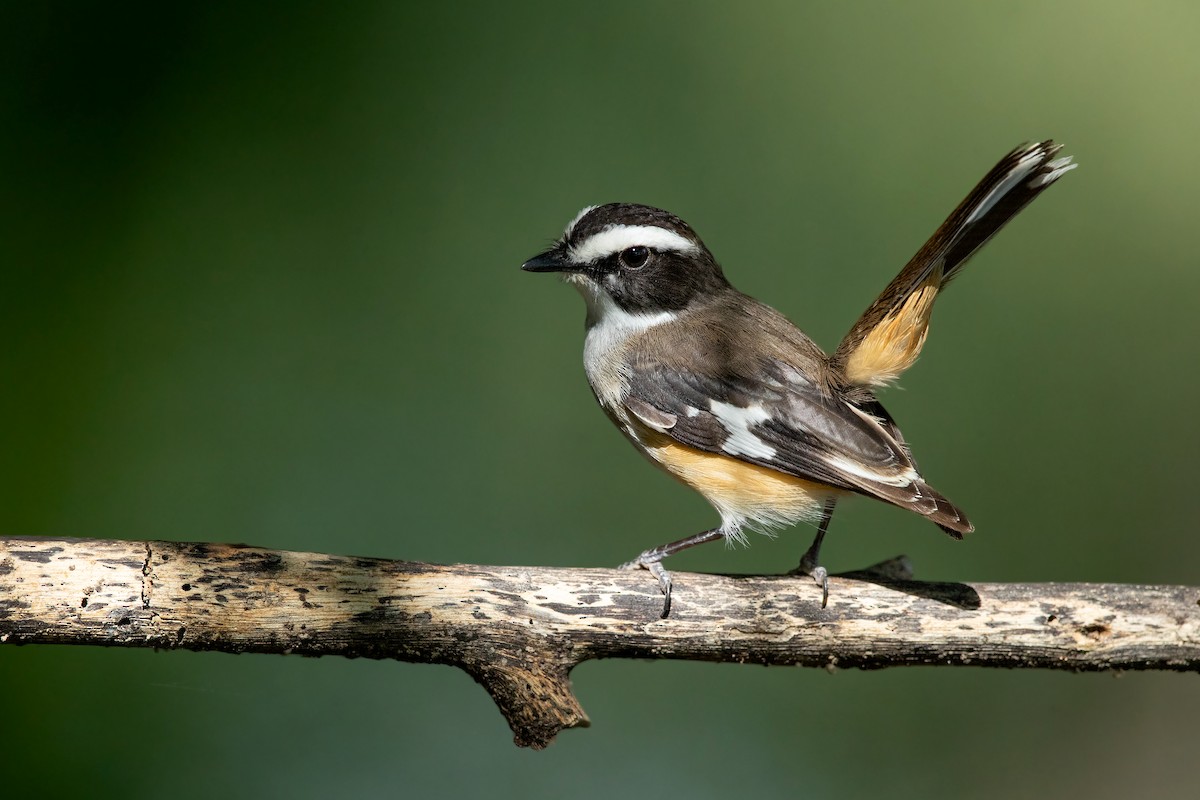 Buff-sided Robin - David Irving