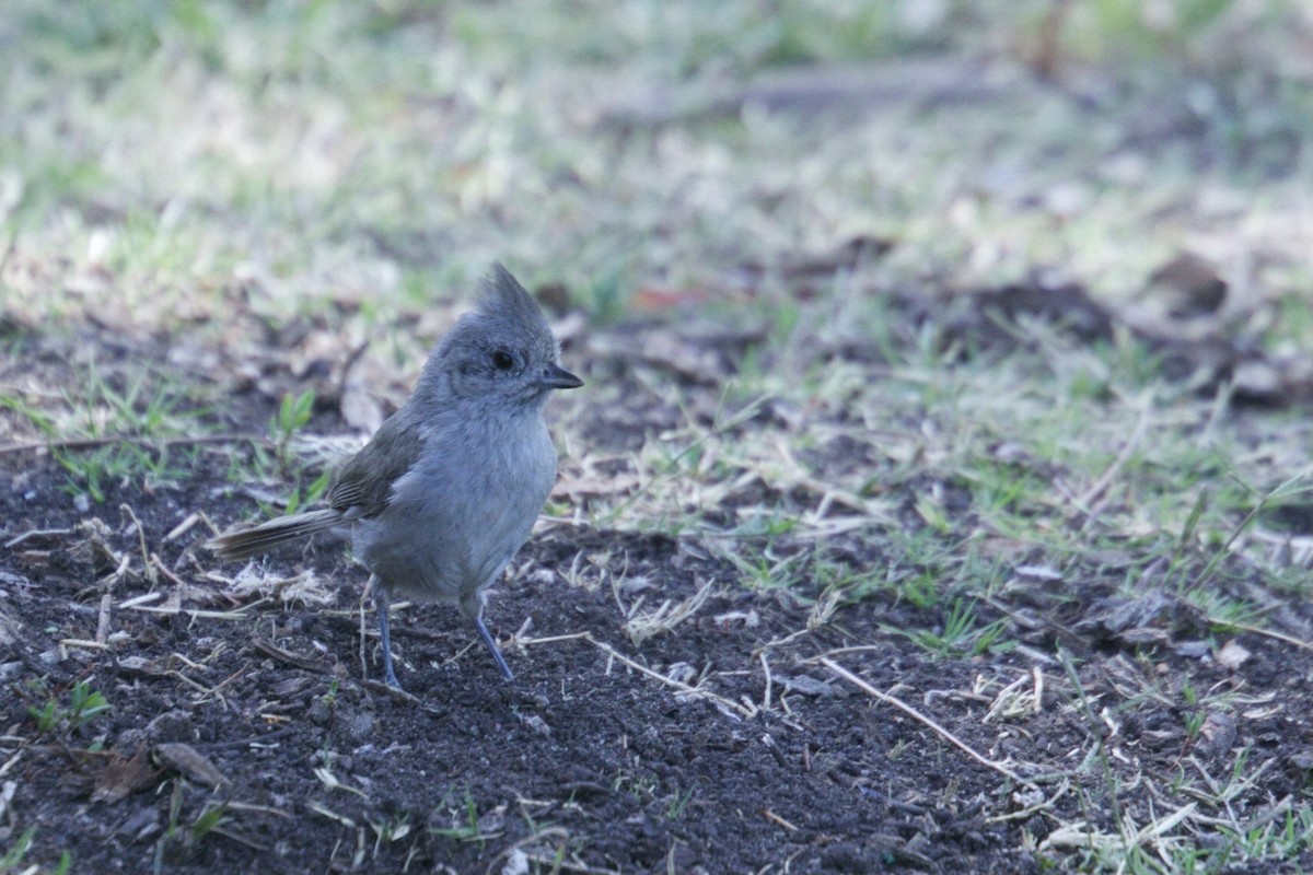 Oak Titmouse - ML343903261