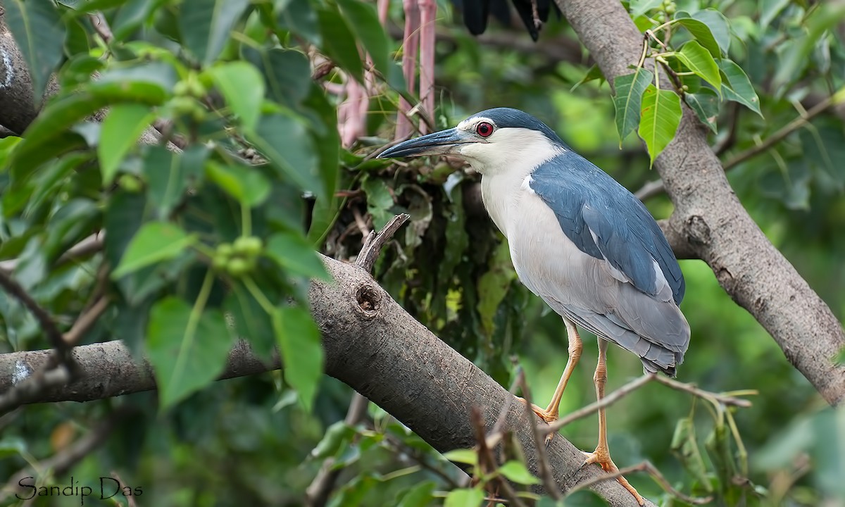 Black-crowned Night Heron - Sandip Das