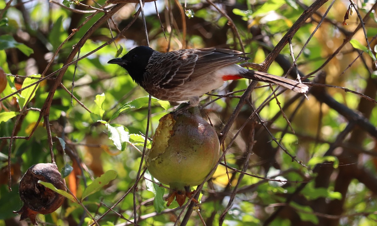 Red-vented Bulbul - ML343904041