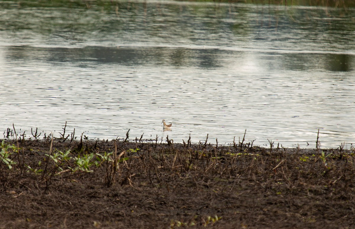 Wilson's Phalarope - ML343905561