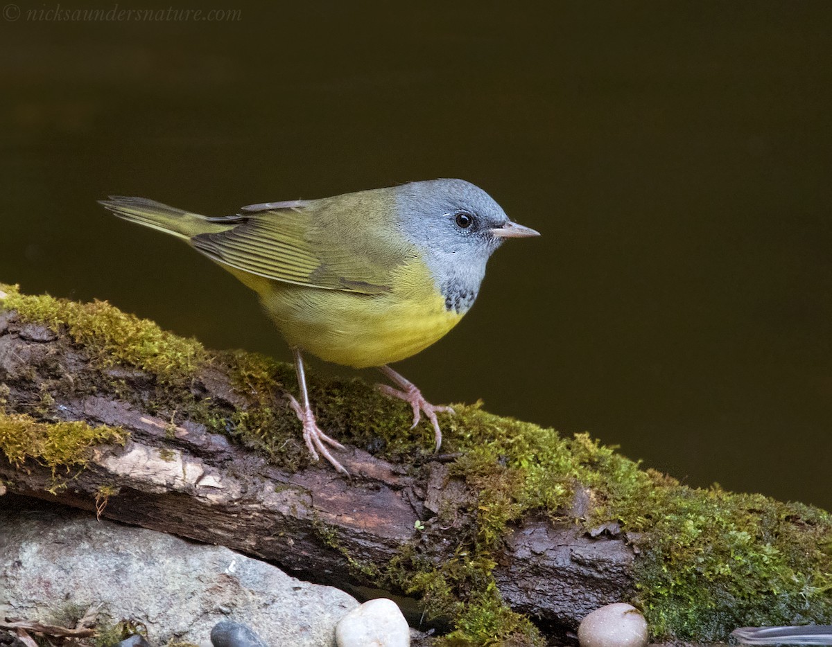 Graukopf-Waldsänger - ML34390631