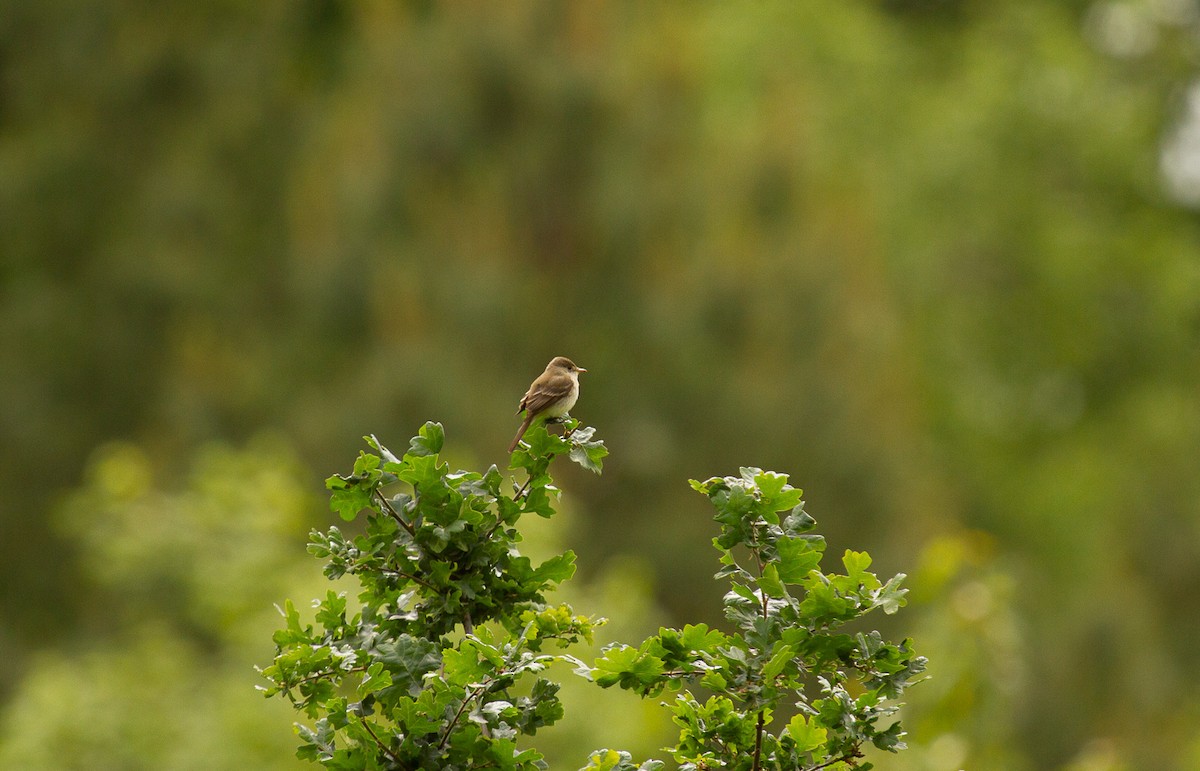 Willow Flycatcher - ML343906931