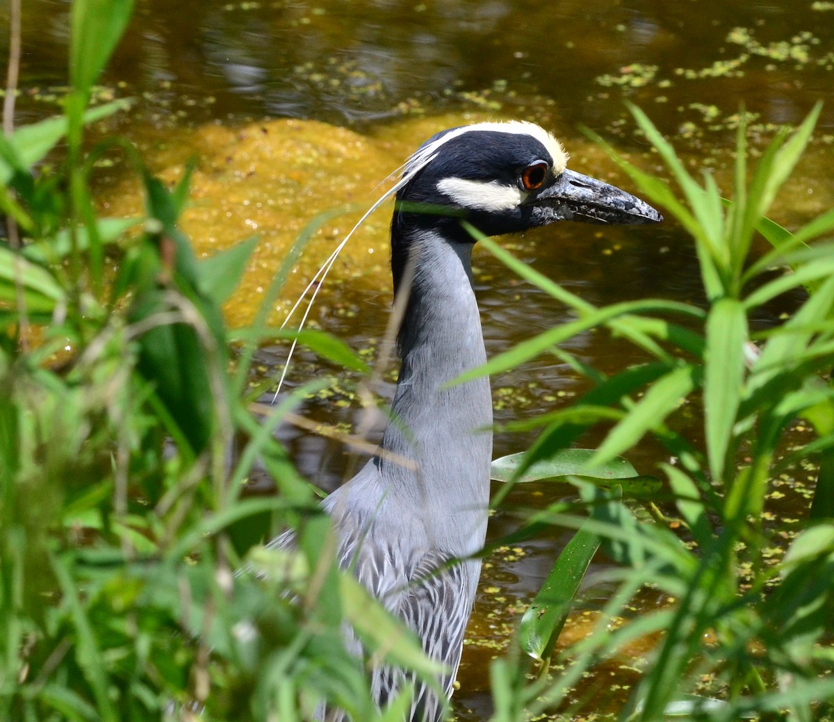 Yellow-crowned Night Heron - ML343908121