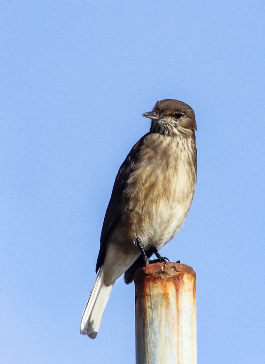Black-billed Shrike-Tyrant - ML343908991