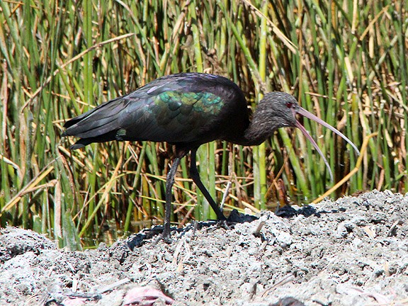 Puna Ibis - ML34390991