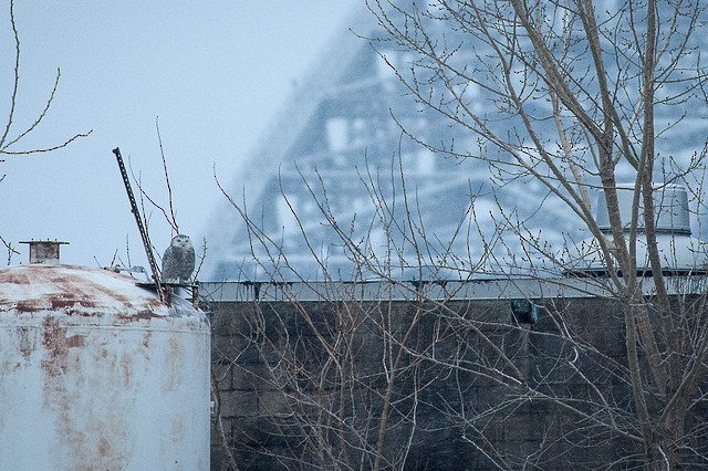 Snowy Owl - ML34391161