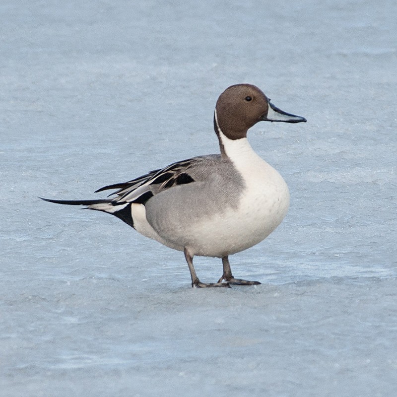 Northern Pintail - Shayna Marchese